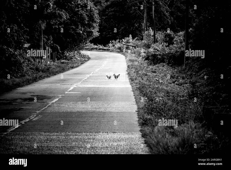 Chicken road - Descubre el Misterio del Camino de Pollo en España con Gran Emoción