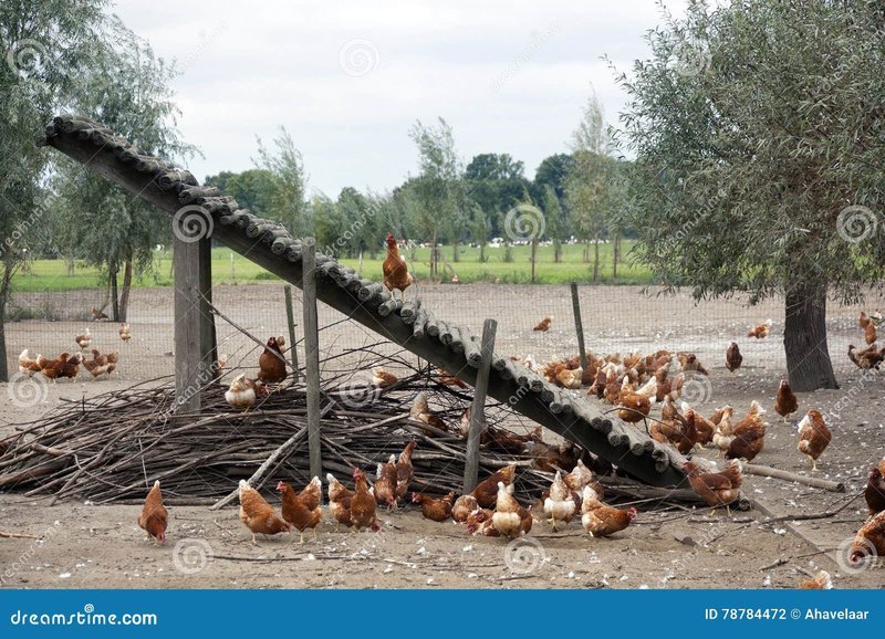 Chicken road, chicken road nederland